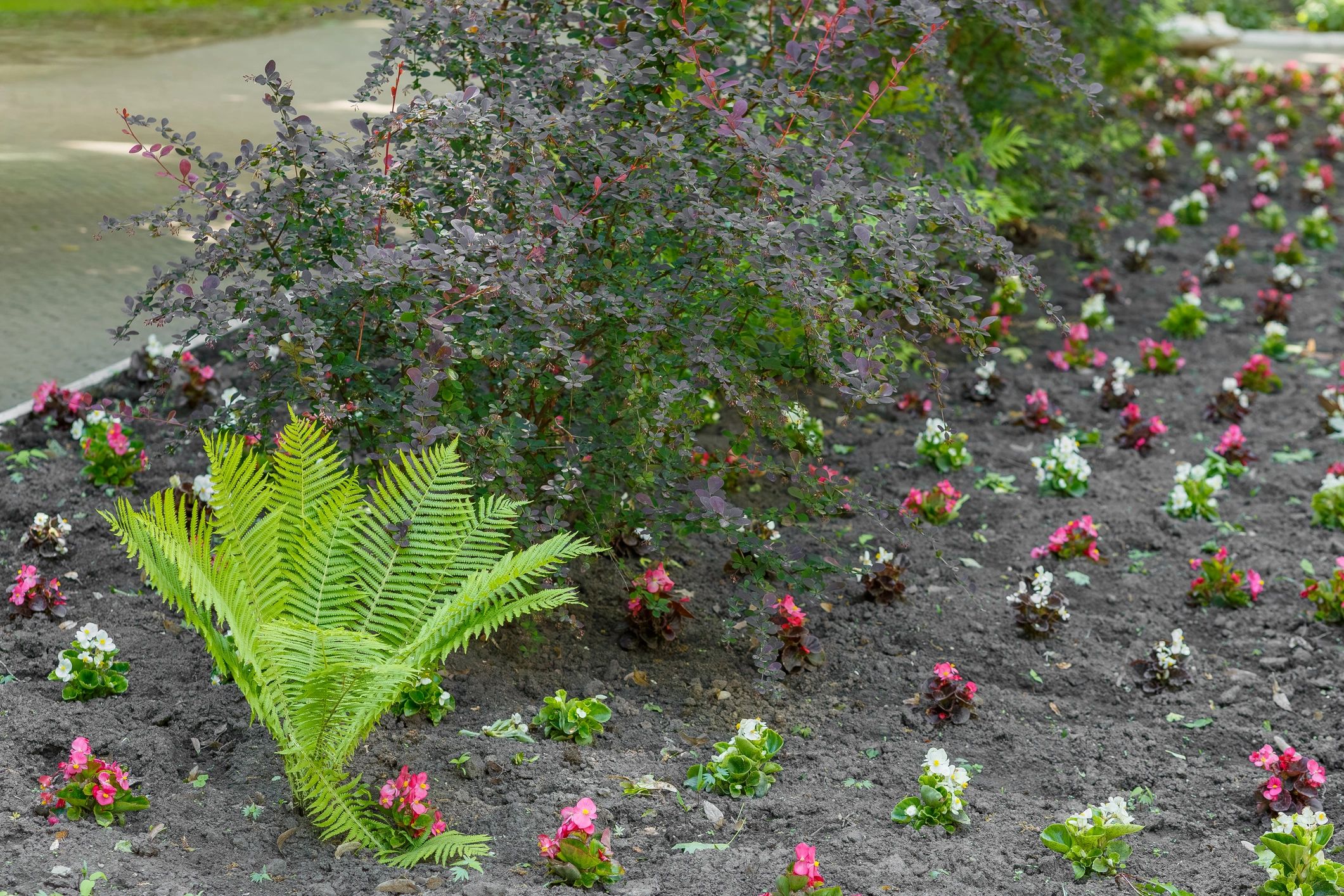 Landscaped garden area showing neat outdoor presentation